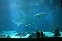 TopRq.com search results: Georgia Aquarium, Pemberton Place, Atlanta, Georgia, United States