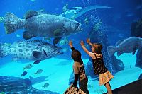 TopRq.com search results: Georgia Aquarium, Pemberton Place, Atlanta, Georgia, United States