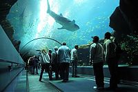 TopRq.com search results: Georgia Aquarium, Pemberton Place, Atlanta, Georgia, United States