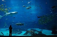 TopRq.com search results: Georgia Aquarium, Pemberton Place, Atlanta, Georgia, United States