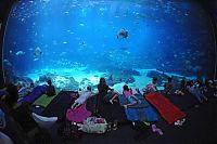 TopRq.com search results: Georgia Aquarium, Pemberton Place, Atlanta, Georgia, United States