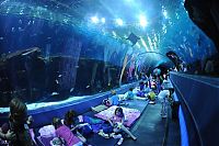 TopRq.com search results: Georgia Aquarium, Pemberton Place, Atlanta, Georgia, United States