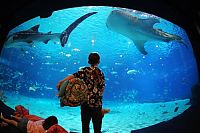 TopRq.com search results: Georgia Aquarium, Pemberton Place, Atlanta, Georgia, United States