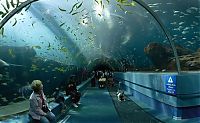 TopRq.com search results: Georgia Aquarium, Pemberton Place, Atlanta, Georgia, United States