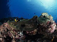 TopRq.com search results: Fujikawa Maru, Truk Lagoon, Chuuk, Pacific, North of New Guinea