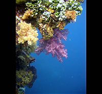 TopRq.com search results: Fujikawa Maru, Truk Lagoon, Chuuk, Pacific, North of New Guinea