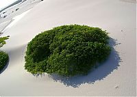 TopRq.com search results: Lençóis Maranhenses National Park, Maranhão, Brazil