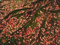 autumn world