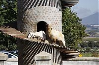 TopRq.com search results: The Goat Tower, Fairview Wine and Cheese farm, Paarl winelands of South Africa