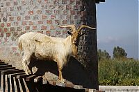 TopRq.com search results: The Goat Tower, Fairview Wine and Cheese farm, Paarl winelands of South Africa