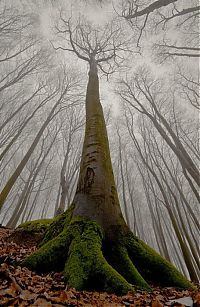 TopRq.com search results: fog photography