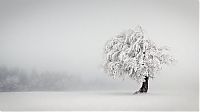 fog photography