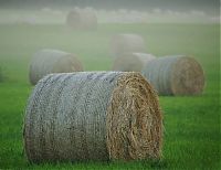 fog photography