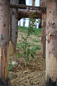 World & Travel: Cattedrale Vegetale by Giuliano Mauri