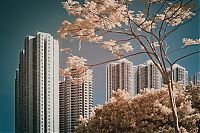 TopRq.com search results: Infrared photography, Hong Kong, China