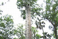 TopRq.com search results: The Senator tree destroyed by fire and collapsed, Big Tree Park, Longwood, Florida, United States