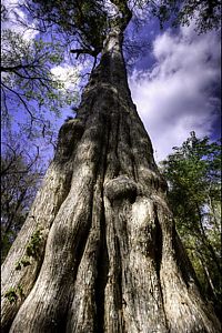 World & Travel: The Senator tree destroyed by fire and collapsed, Big Tree Park, Longwood, Florida, United States