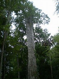 World & Travel: The Senator tree destroyed by fire and collapsed, Big Tree Park, Longwood, Florida, United States