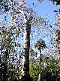 TopRq.com search results: The Senator tree destroyed by fire and collapsed, Big Tree Park, Longwood, Florida, United States