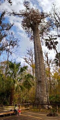 TopRq.com search results: The Senator tree destroyed by fire and collapsed, Big Tree Park, Longwood, Florida, United States