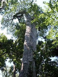 World & Travel: The Senator tree destroyed by fire and collapsed, Big Tree Park, Longwood, Florida, United States