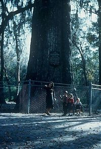 World & Travel: The Senator tree destroyed by fire and collapsed, Big Tree Park, Longwood, Florida, United States