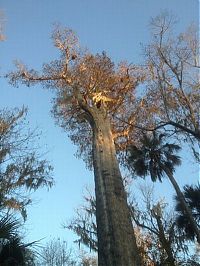 World & Travel: The Senator tree destroyed by fire and collapsed, Big Tree Park, Longwood, Florida, United States