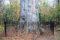 World & Travel: The Senator tree destroyed by fire and collapsed, Big Tree Park, Longwood, Florida, United States