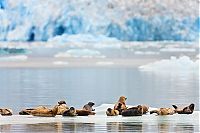 TopRq.com search results: Alaska, United States by Ray Bulson