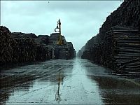 World & Travel: Timber in storage after Gudrun cyclone, Byholma, Sweden