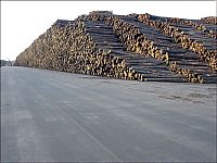 World & Travel: Timber in storage after Gudrun cyclone, Byholma, Sweden