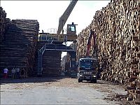 World & Travel: Timber in storage after Gudrun cyclone, Byholma, Sweden