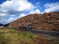 TopRq.com search results: Timber in storage after Gudrun cyclone, Byholma, Sweden