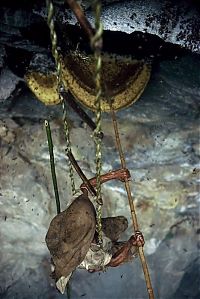 World & Travel: Honey hunters of Nepal by Diane Summers and Eric Valli