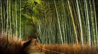 TopRq.com search results: Sagano bamboo forest, Arashiyama (嵐山, Storm Mountain), Kyoto, Japan