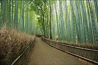 World & Travel: Sagano bamboo forest, Arashiyama (嵐山, Storm Mountain), Kyoto, Japan