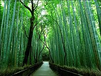 World & Travel: Sagano bamboo forest, Arashiyama (嵐山, Storm Mountain), Kyoto, Japan