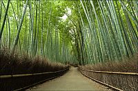 World & Travel: Sagano bamboo forest, Arashiyama (嵐山, Storm Mountain), Kyoto, Japan