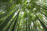 TopRq.com search results: Sagano bamboo forest, Arashiyama (嵐山, Storm Mountain), Kyoto, Japan