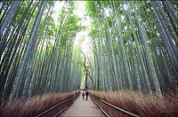 TopRq.com search results: Sagano bamboo forest, Arashiyama (嵐山, Storm Mountain), Kyoto, Japan