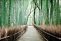 World & Travel: Sagano bamboo forest, Arashiyama (嵐山, Storm Mountain), Kyoto, Japan