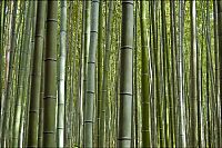 World & Travel: Sagano bamboo forest, Arashiyama (嵐山, Storm Mountain), Kyoto, Japan