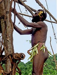 TopRq.com search results: Land diving ritual, Pentecost Island, Vanuatu