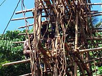 TopRq.com search results: Land diving ritual, Pentecost Island, Vanuatu