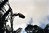 TopRq.com search results: Land diving ritual, Pentecost Island, Vanuatu