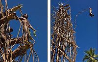 TopRq.com search results: Land diving ritual, Pentecost Island, Vanuatu