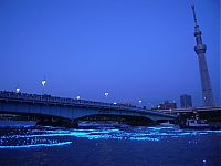 TopRq.com search results: River of light with electronic LED fireflies, Sumida river, Tokyo