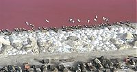 TopRq.com search results: Lake Retba, Lac Rose, Dakar, Senegal