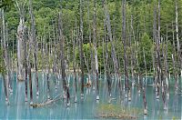 TopRq.com search results: Aoiike, Blue Pond, Biei, Shirogane Onsen, Kamikawa (Ishikari) District, Hokkaido, Japan