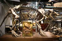 TopRq.com search results: Grant Museum of Zoology and Comparative Anatomy, University College London, England, United Kingdom